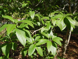 Fringetree or Grancy-Greybeard leaves